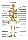 AnatomiaLiceum01.jpg