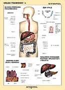 uklad_trawienny.jpg